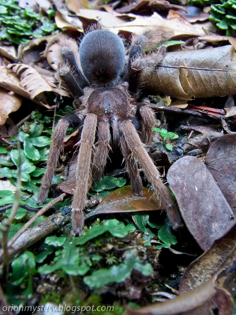 17913 tarantula substrate