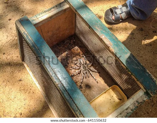 17915 tarantula cage amazon pick4