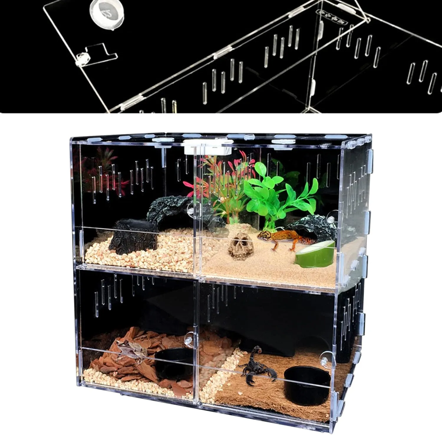 17915 tarantula species