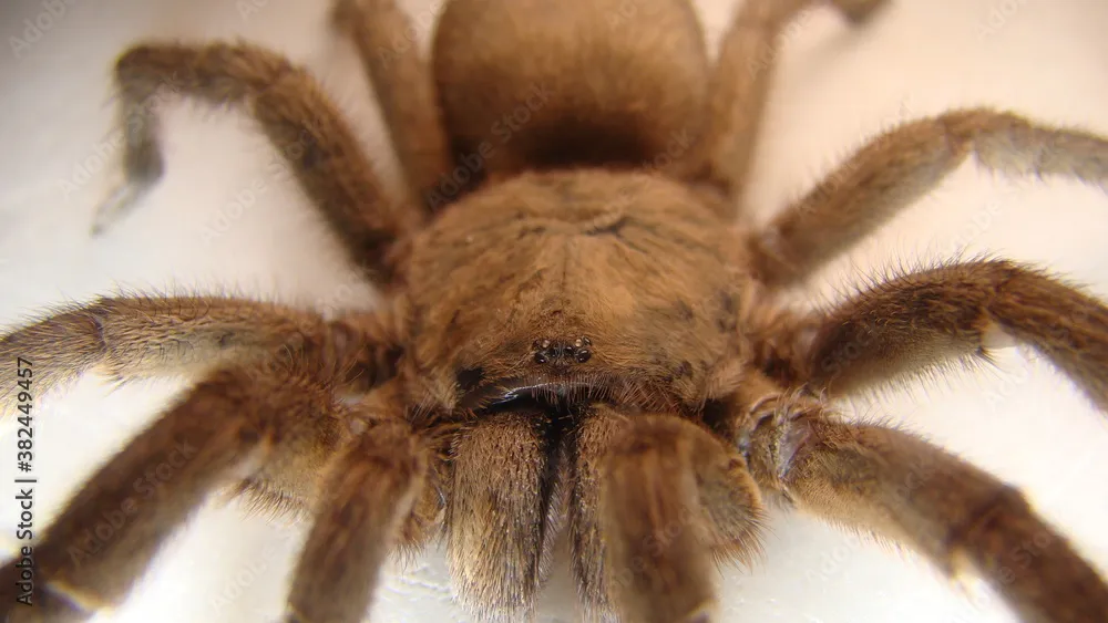 /img/17916-tarantula-after-molting.webp