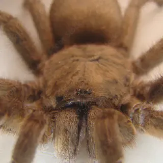 /img/17916-tarantula-after-molting.webp