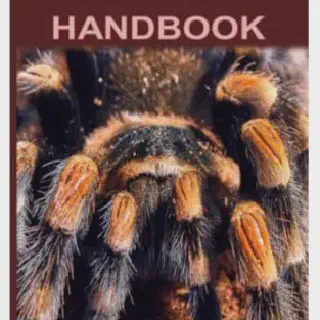 /img/17917-tarantula-handling-safety.webp