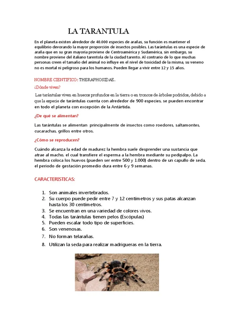 17917 tarantula in habitat