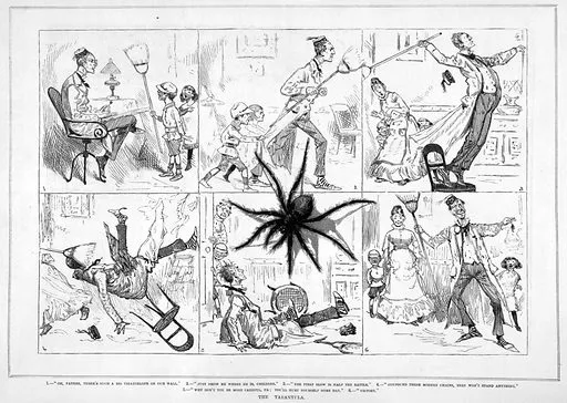 17917 tarantula molting process