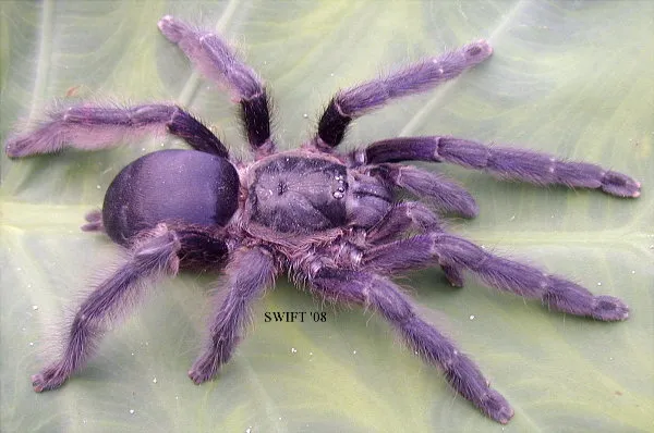 17918 purple tarantula spider behavior