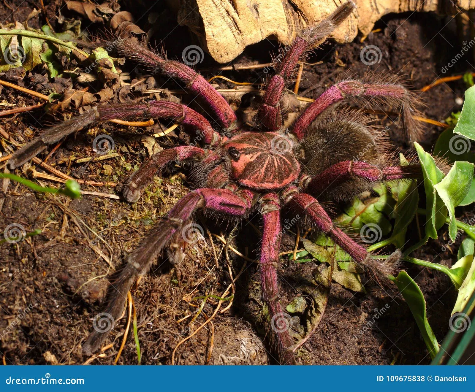 17918 purple tarantula spider feeding