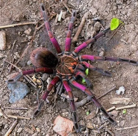 17918 purple tarantula spider handling