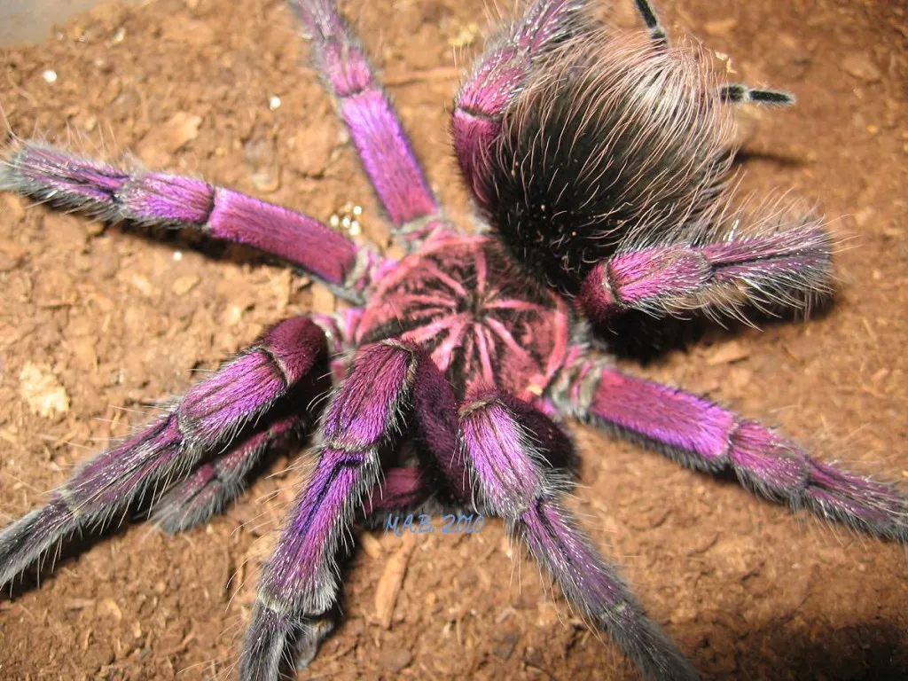 /img/17918-purple-tarantula-spider-varieties.webp