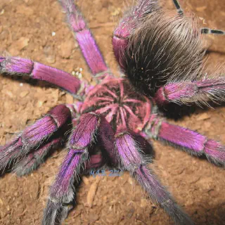 /img/17918-purple-tarantula-spider-varieties.webp
