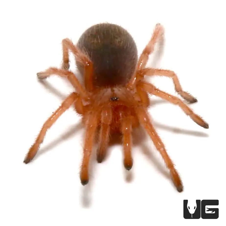 17919 chilean rose tarantula feeding guide