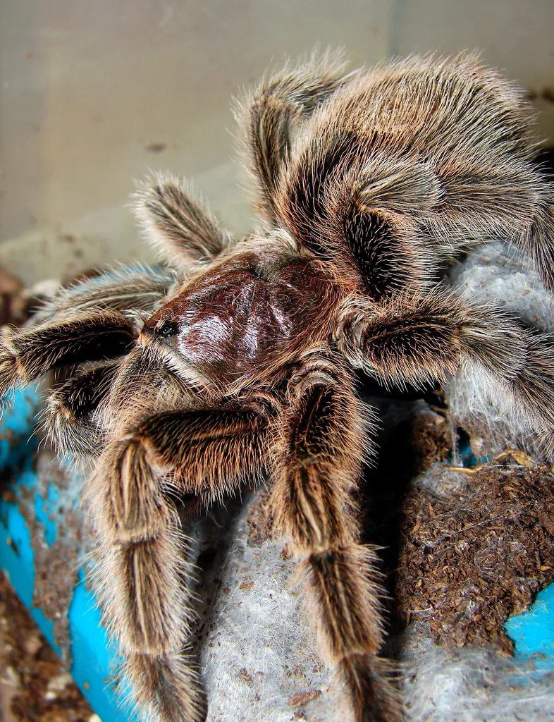 /img/17919-healthy-chilean-rose-tarantula.webp