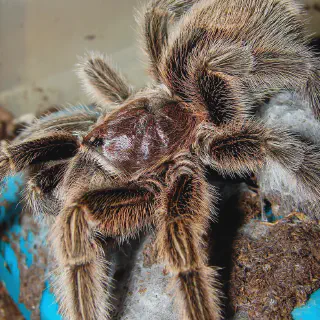 /img/17919-healthy-chilean-rose-tarantula.webp