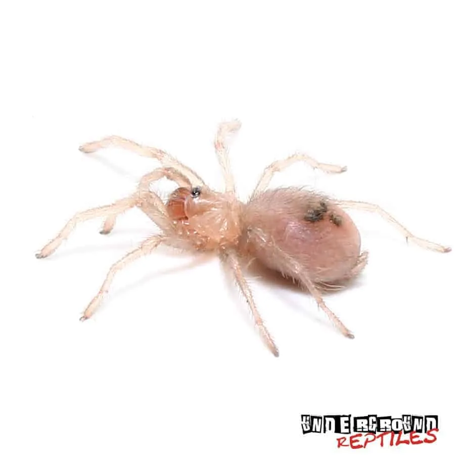 17920 colombian dwarf blue tarantula enclosure