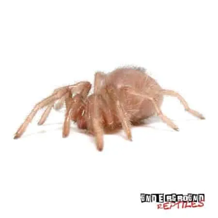 17920 colombian dwarf blue tarantula feeding