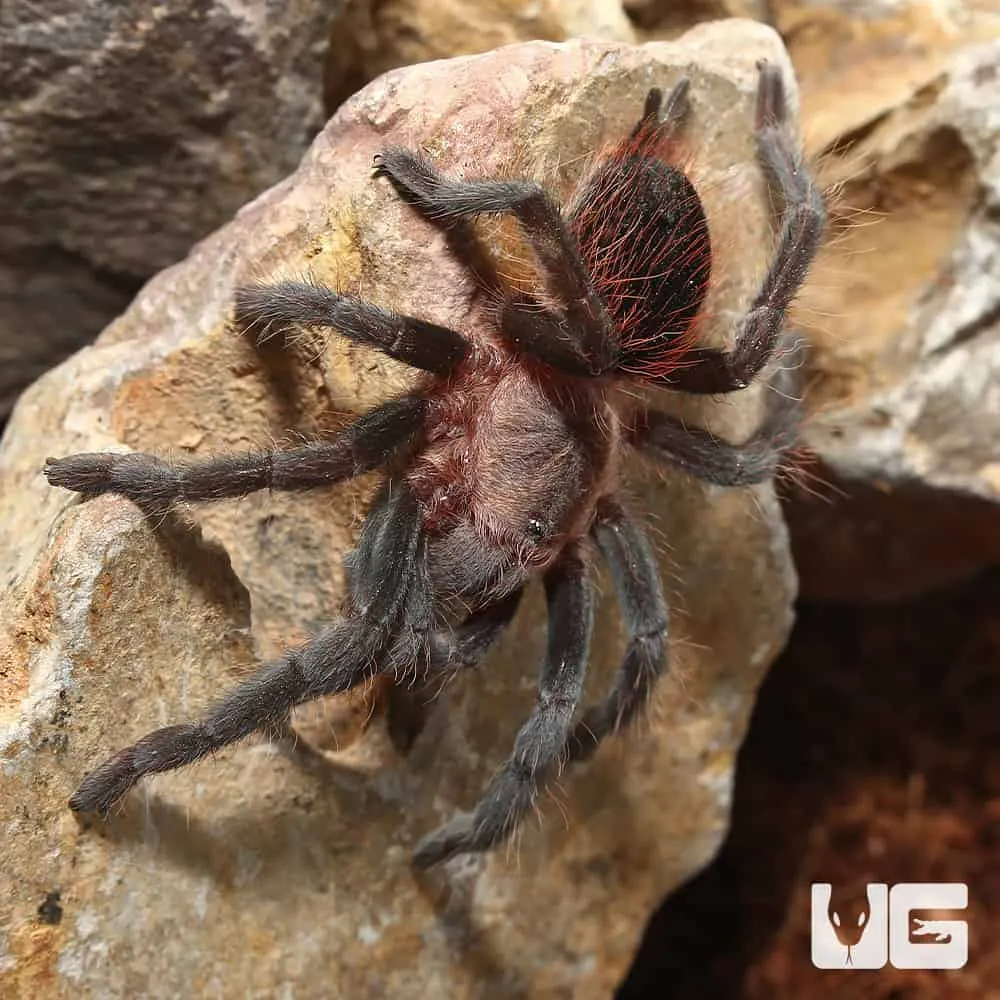 17920 colombian dwarf blue tarantula molting