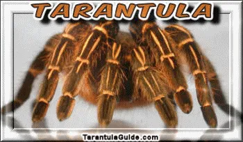 17923 tarantula tool download