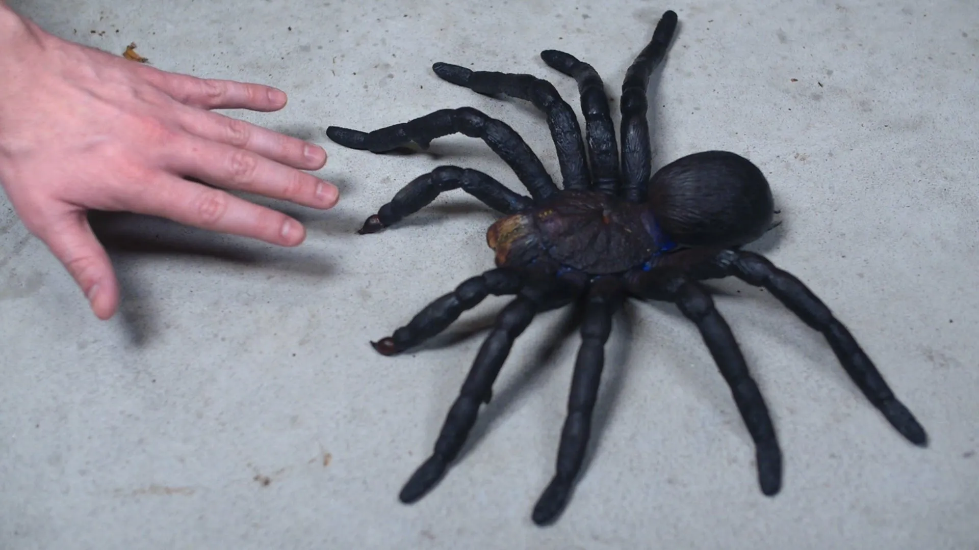 /img/17923-tarantula-tool-extraction.webp