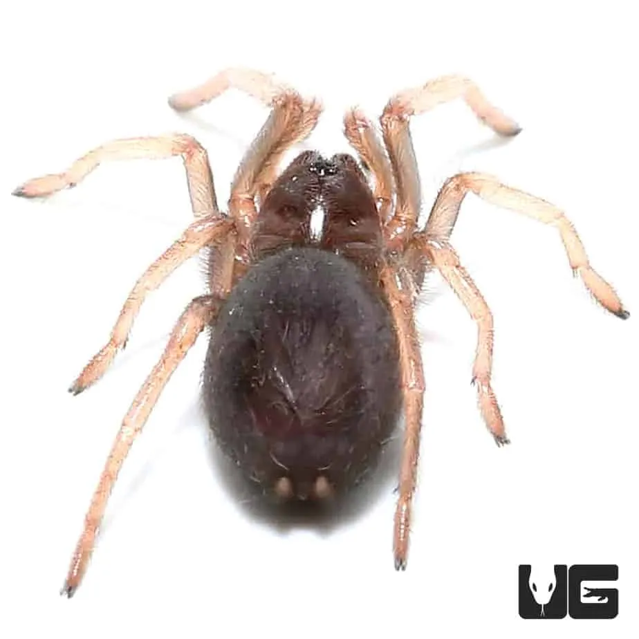 17924 mexican blood leg tarantula breeding