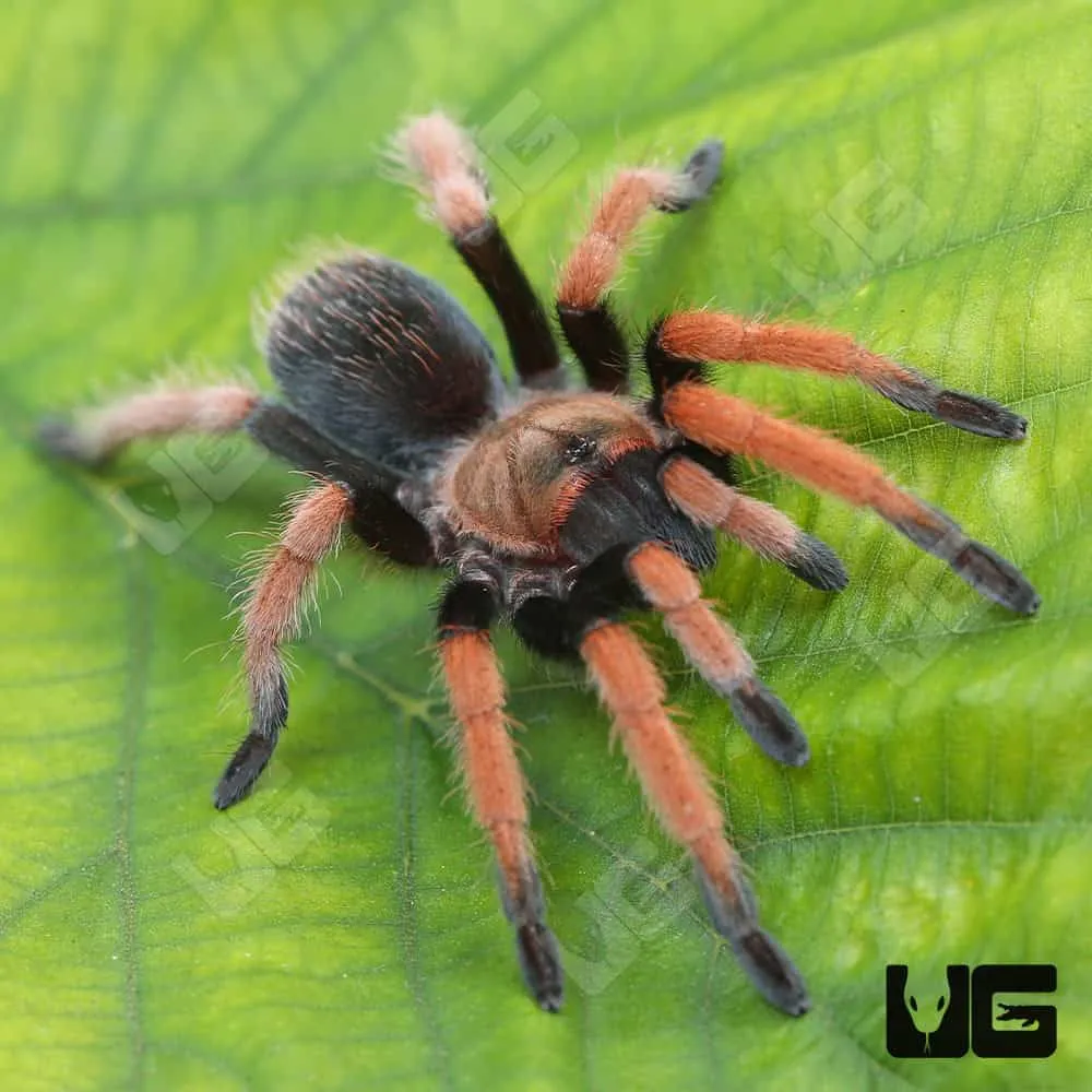 17924 mexican blood leg tarantula morph variations