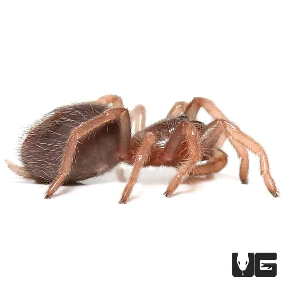 17924 mexican blood leg tarantula size comparison