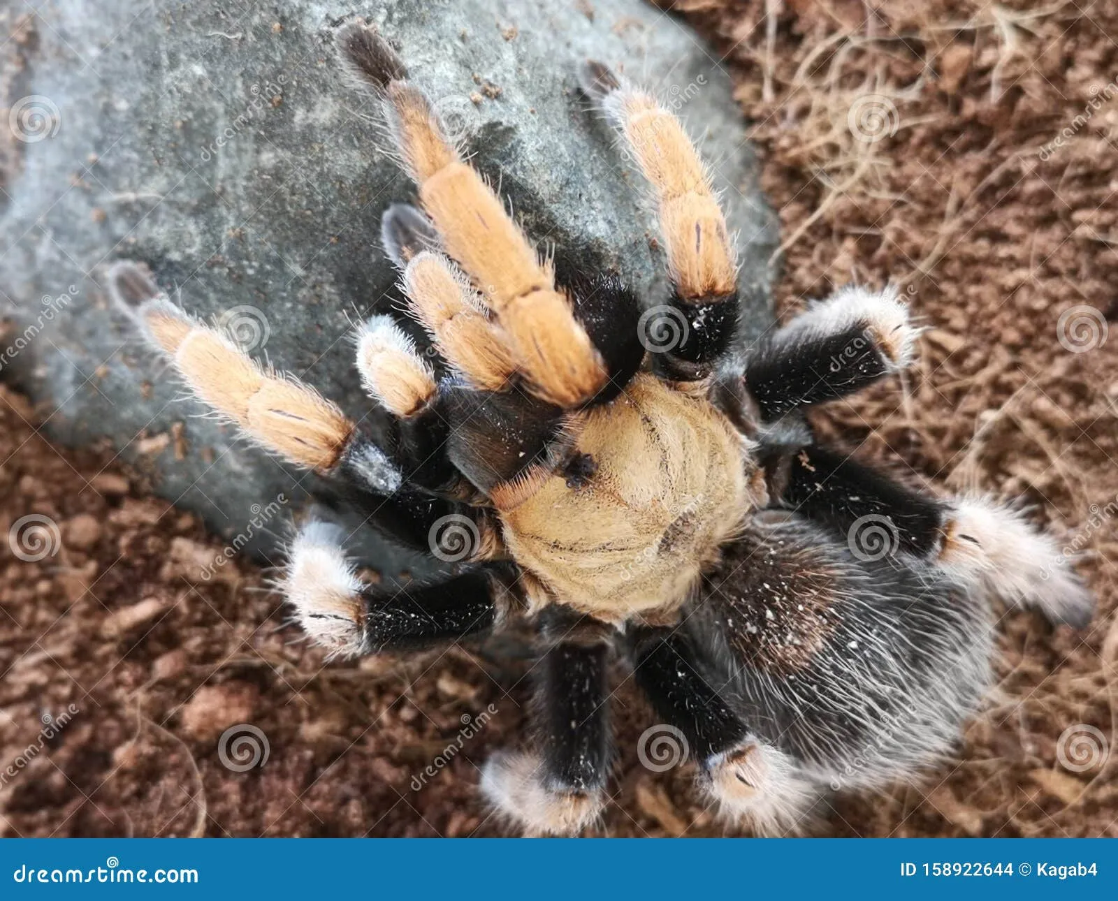 /img/17924-mexican-blood-leg-tarantula-vet-care.webp