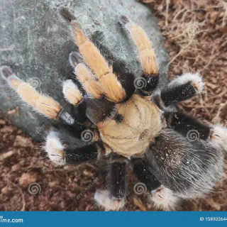 /img/17924-mexican-blood-leg-tarantula-vet-care.webp