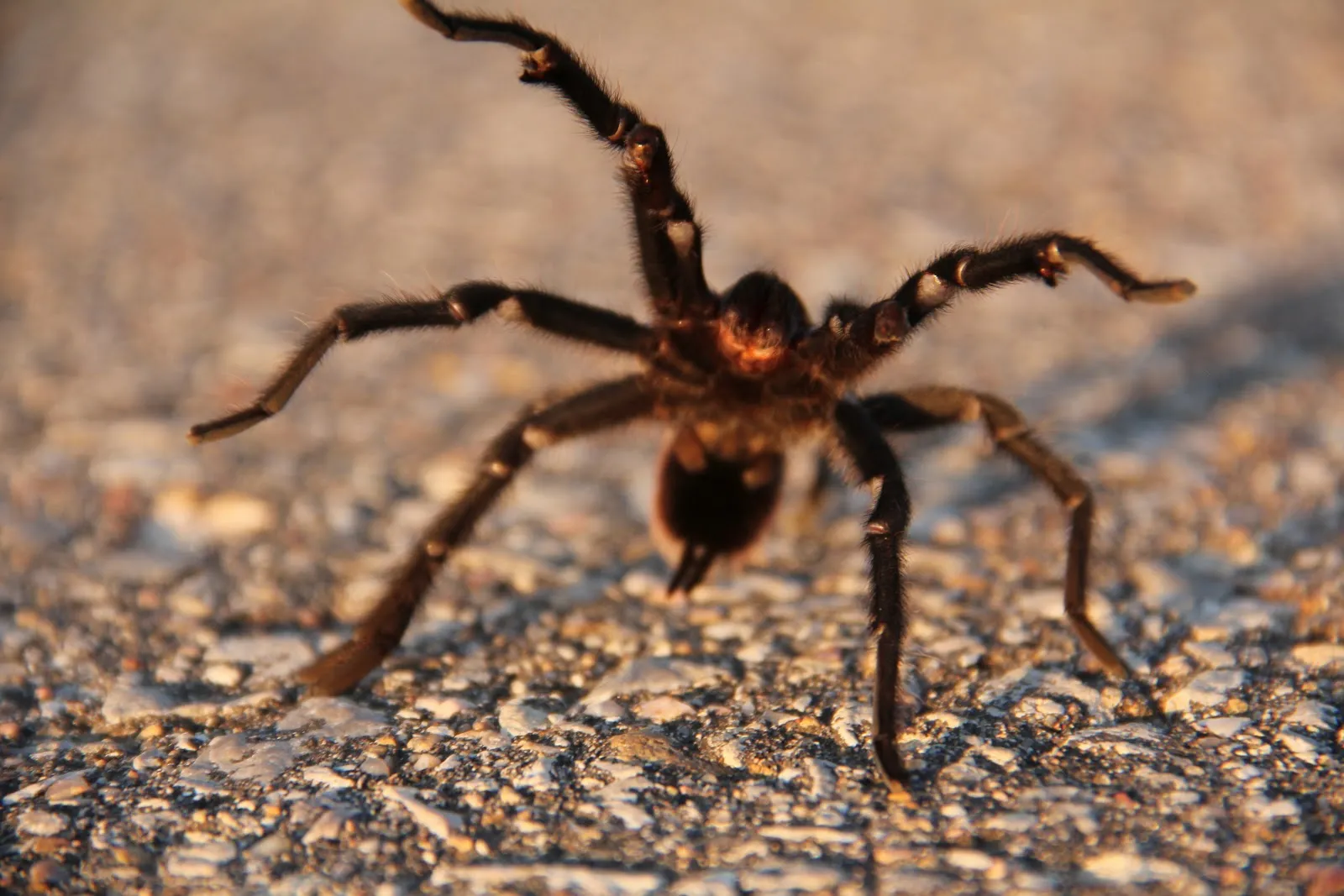 17925 kansas tarantula migration 2