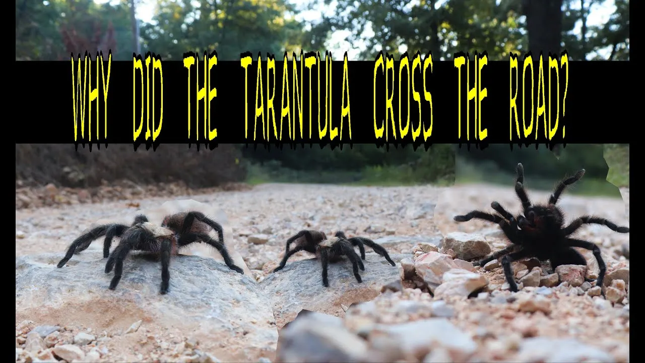 17925 kansas tarantula migration 3