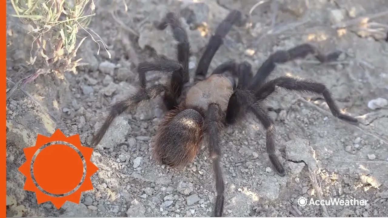 17925 kansas tarantula migration 4