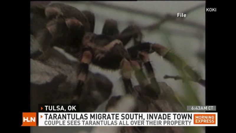 17925 kansas tarantula migration 5