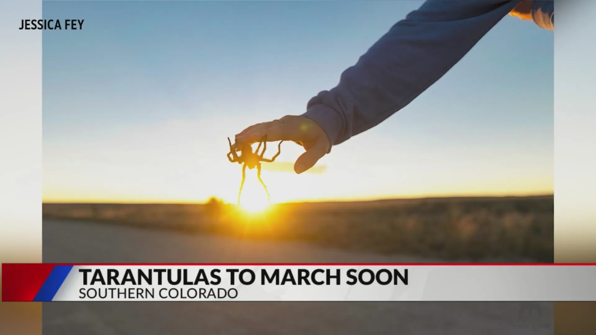 17925 tarantula mating