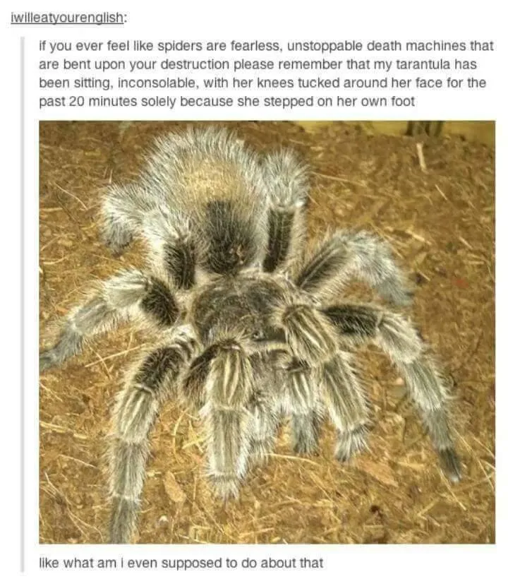 17927 cold compress tarantula bite