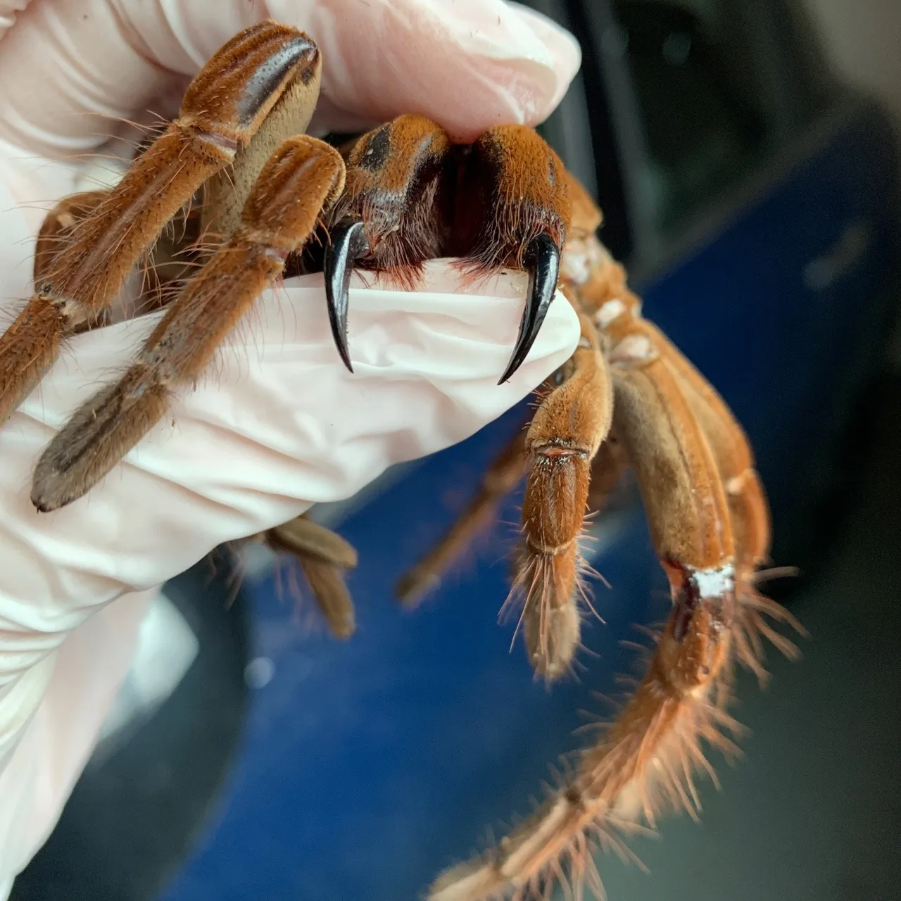 17927 medical attention tarantula bite