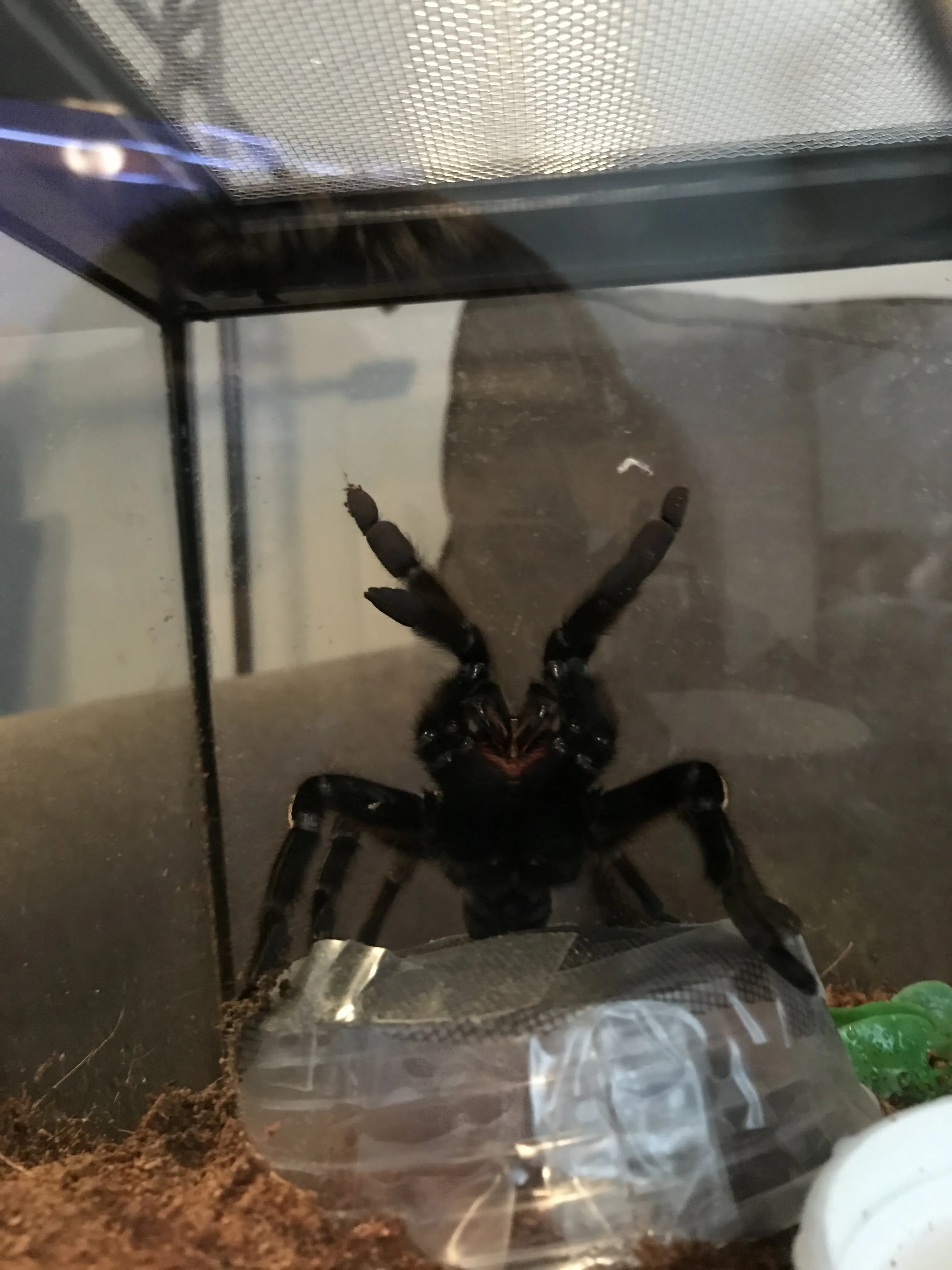 17927 tarantula bite cleaning