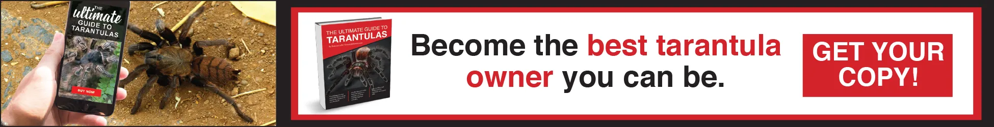 17927 tarantula bite infection