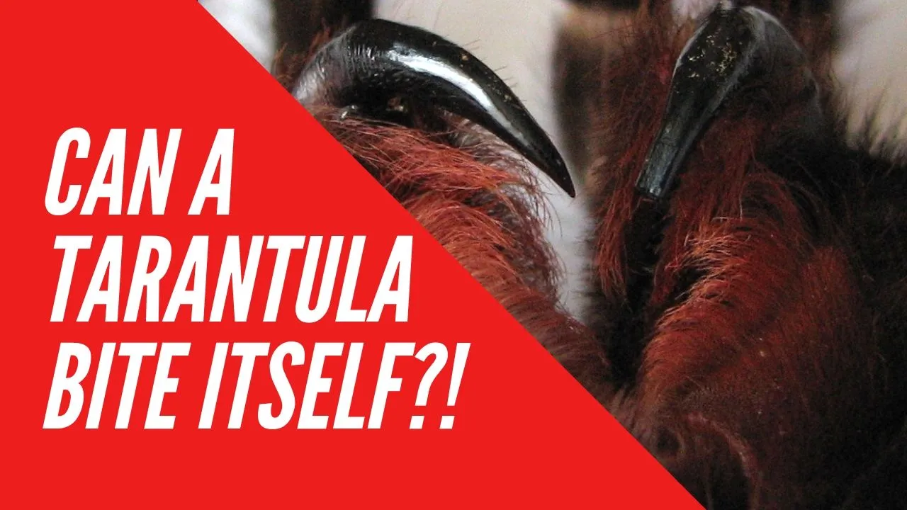 17927 tarantula species identification