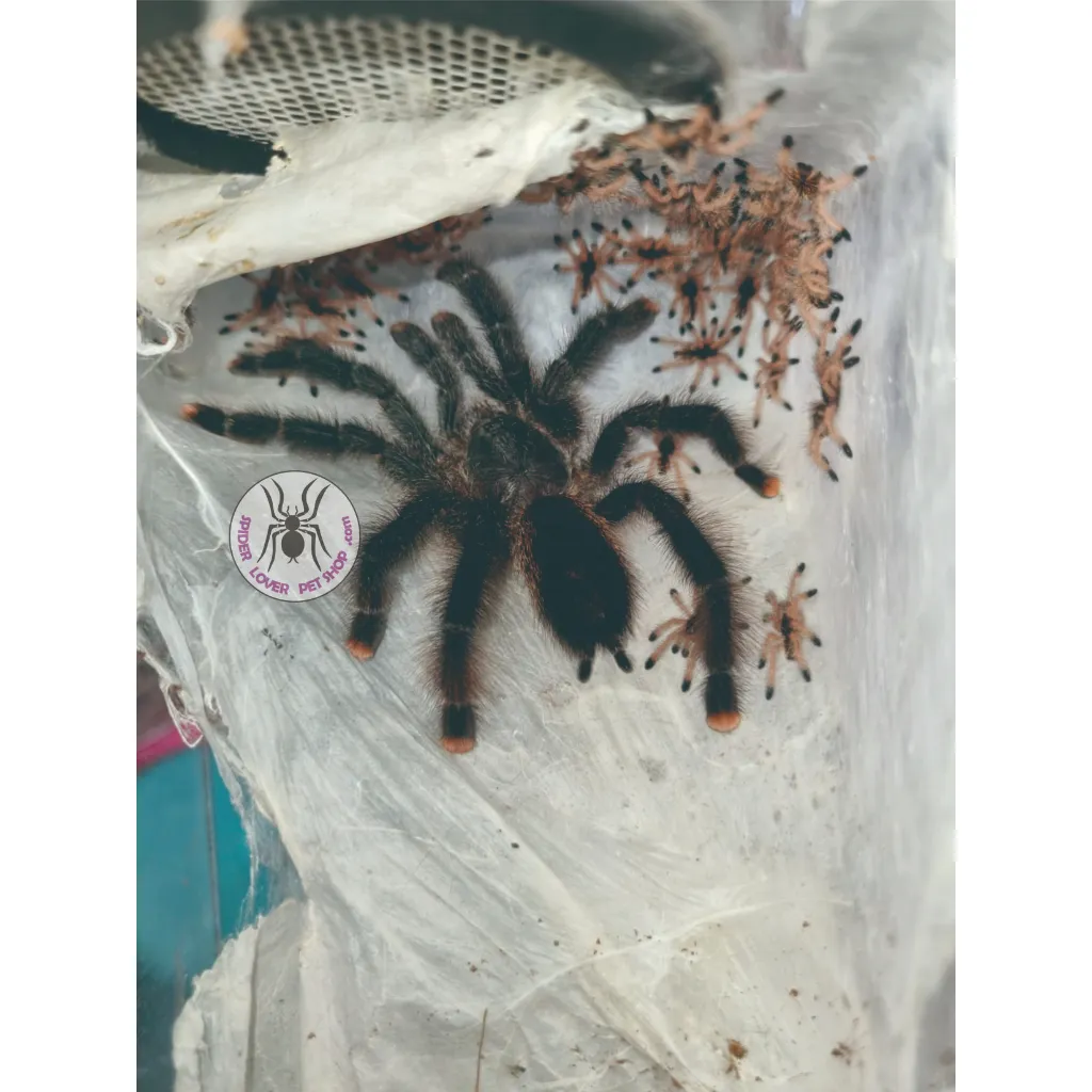17929 metallic tarantula feeding