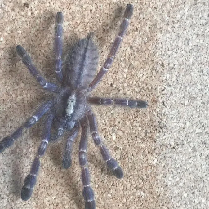 17929 metallic tarantula habitat