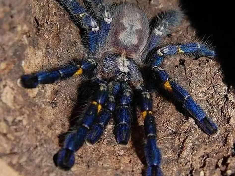 17929 metallic tarantula handling