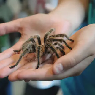 /img/17930-tarantula-defensive.webp
