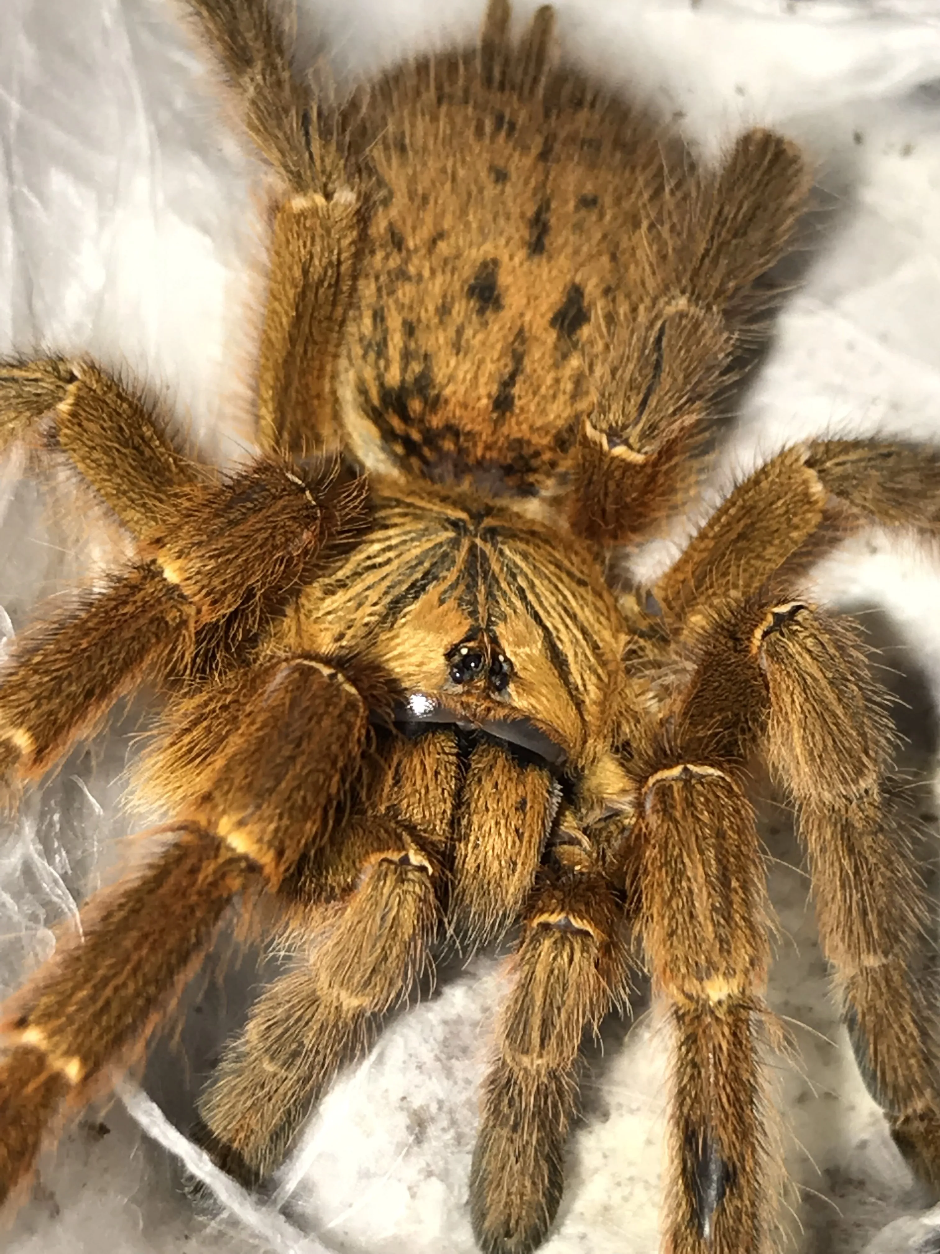 17931 obt tarantula female