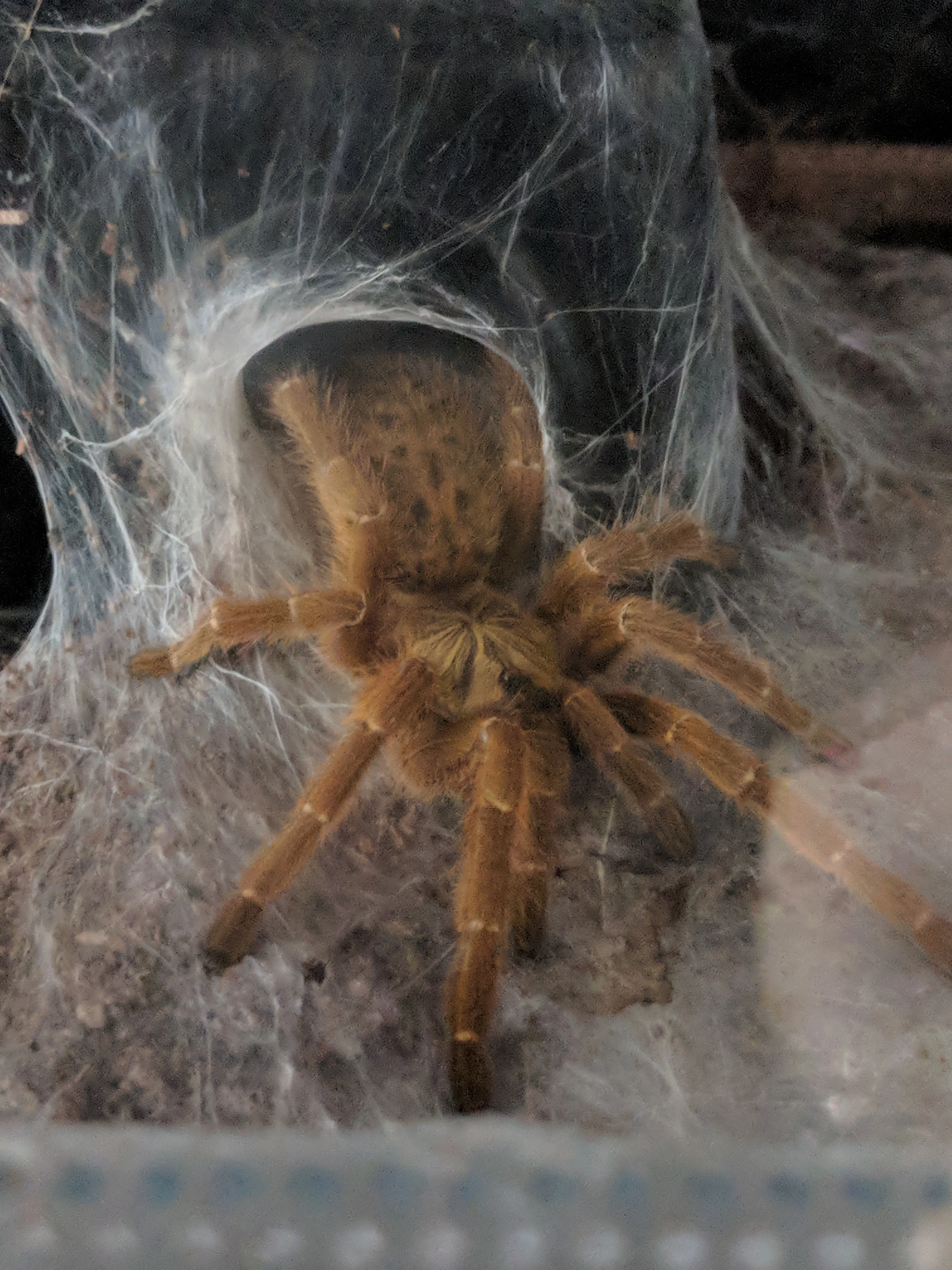 17931 obt tarantula male