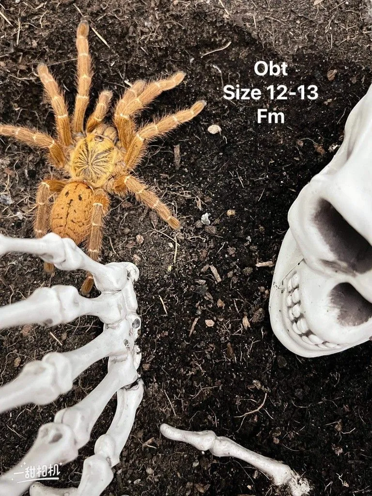 17931 obt tarantula molting