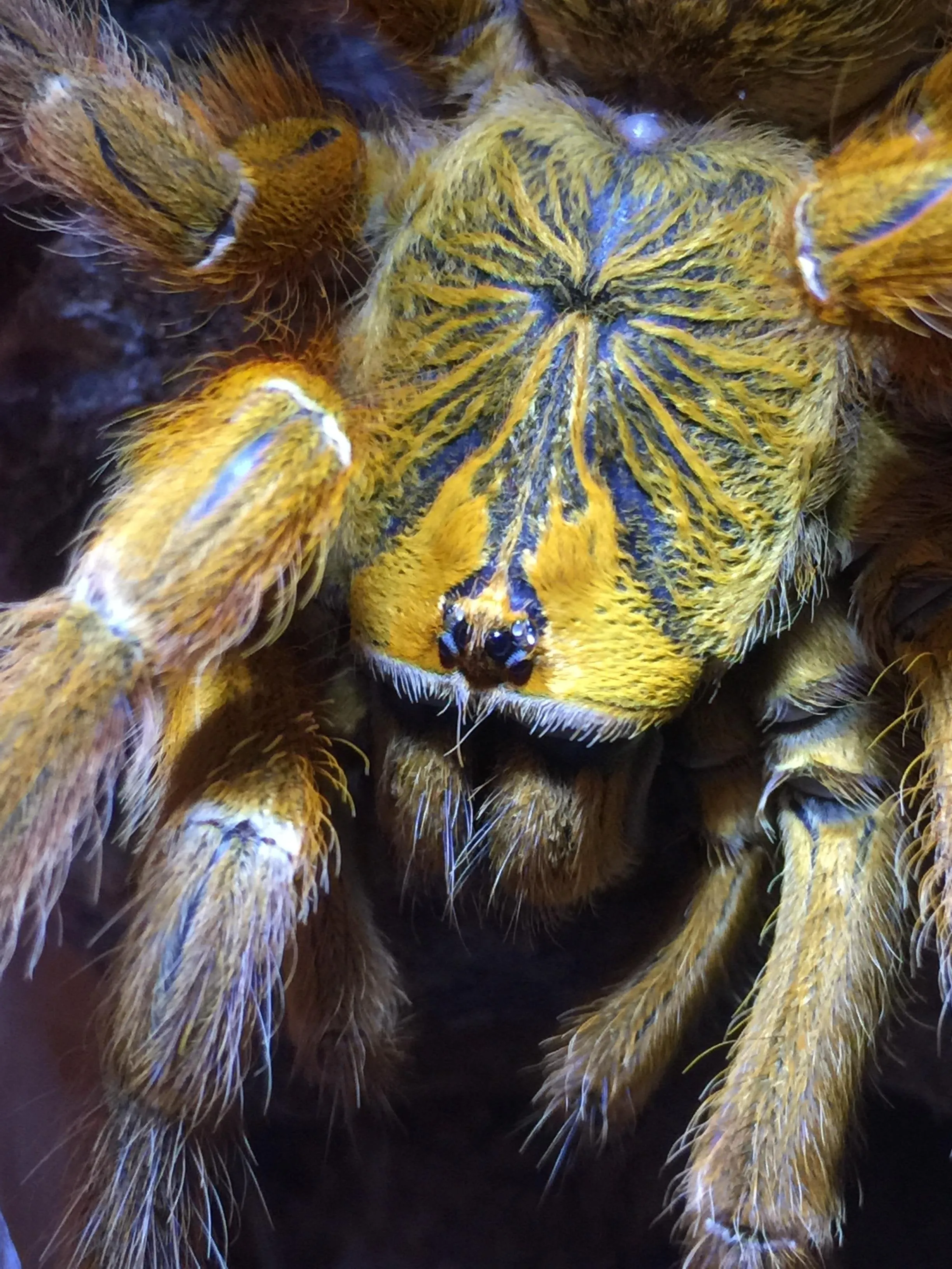 /img/17931-obt-tarantula-spiderling.webp