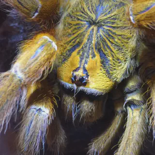 /img/17931-obt-tarantula-spiderling.webp