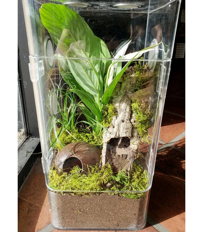 17934 tarantula feeding