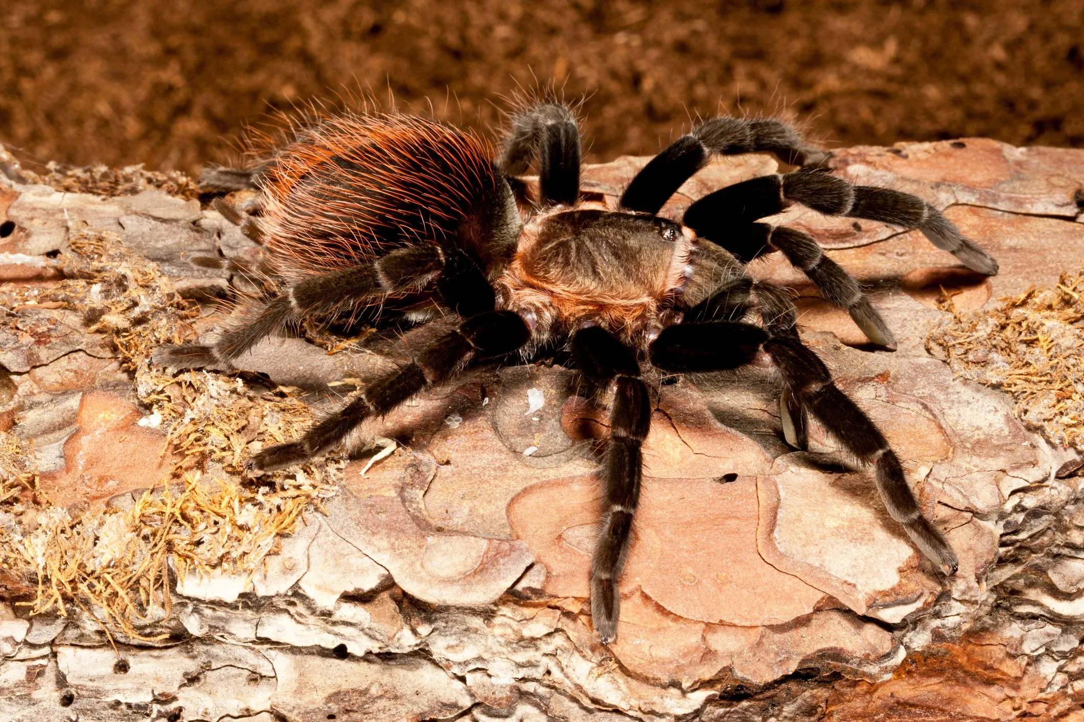 /img/17935-positive-tarantula-experience.webp