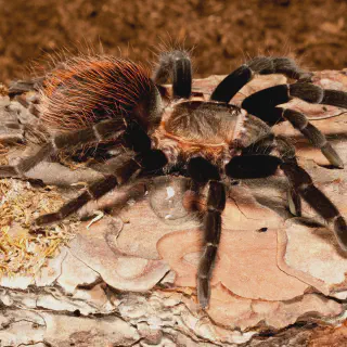 /img/17935-positive-tarantula-experience.webp