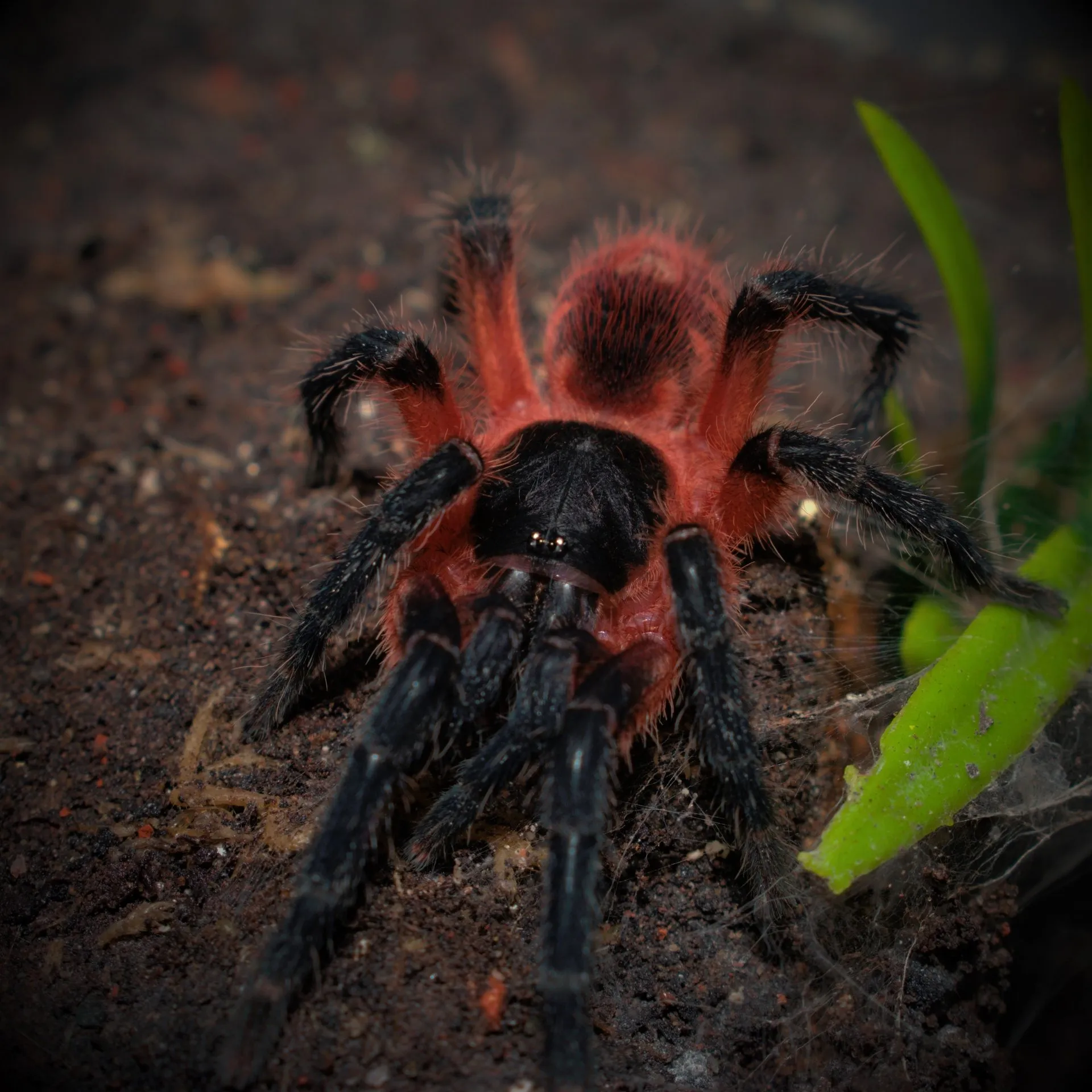 17936 dwarf tarantula enclosure