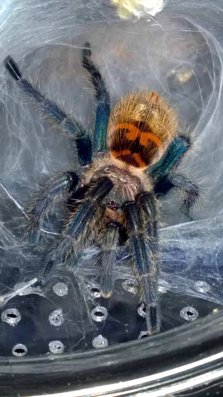 17936 dwarf tarantula feeding